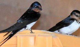 燕子最新爆料,娱乐圈最新爆料大揭秘！